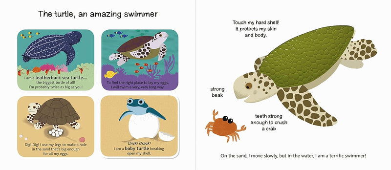 Touch and Explore The Ocean Board Book